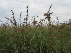 Cymbopogon nardus