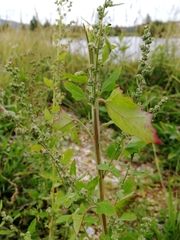 Chenopodium album