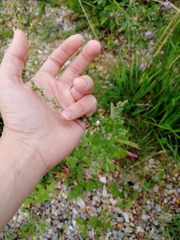 Chenopodium album