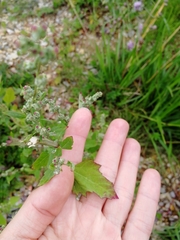 Chenopodium album