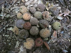 Nauclea diderrichii