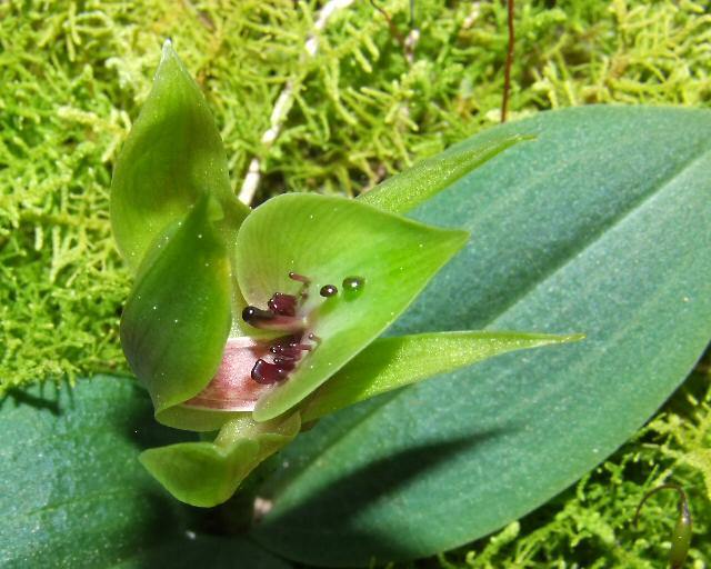 Chiloglottis