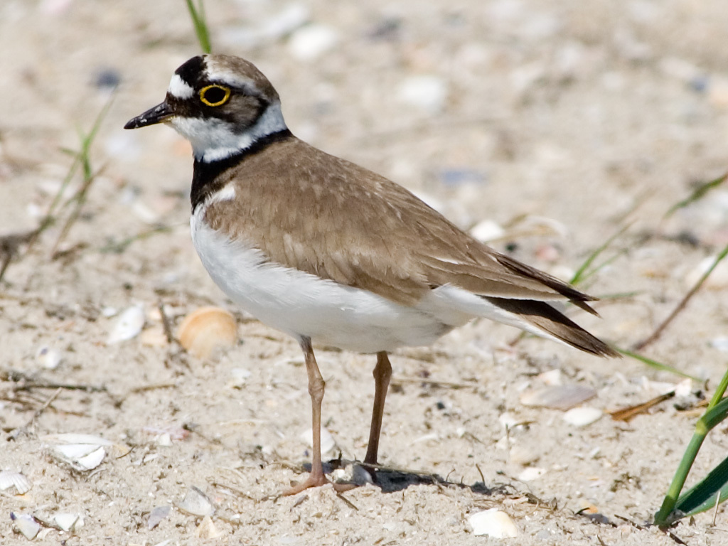 The little ringed plover (Charadrius dubius) - World Rivers