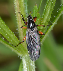 Bibio xanthopus