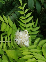 Sorbaria