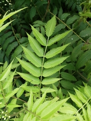 Sorbaria