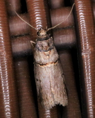 Acrobasis caryae