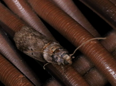 Acrobasis caryae