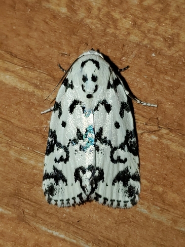 Photo of Hebrew Moth (Polygrammate hebraeicum)