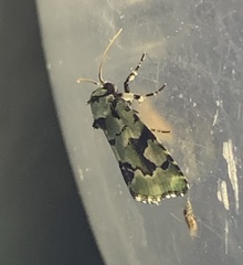 Emarginea percara