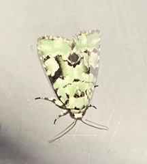 Emarginea percara