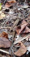 Eutropis multifasciata