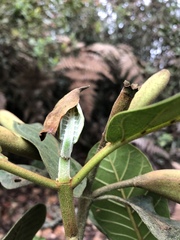 Ladenbergia macrocarpa