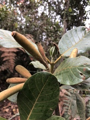 Ladenbergia macrocarpa