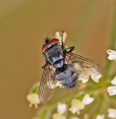 Epicampocera succincta