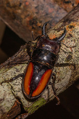 Prosopocoilus