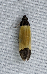 Anacampsis coverdalella