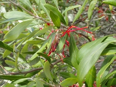 Grevillea olivacea