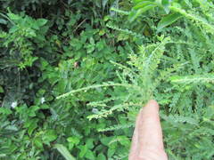 Phyllanthus meyerianus