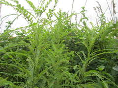 Phyllanthus meyerianus