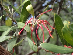 Grevillea olivacea
