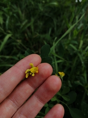 Medicago falcata