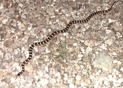 Lampropeltis knoblochi