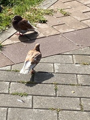 Columba livia domestica