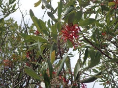 Grevillea olivacea