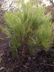 Choretrum glomeratum