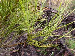 Choretrum glomeratum