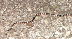 Lampropeltis knoblochi