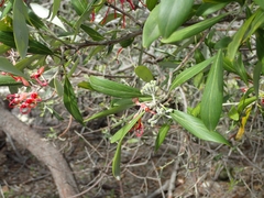 Grevillea olivacea