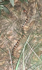 Lampropeltis knoblochi