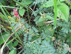 Indigofera hedyantha