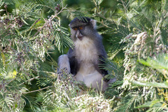 Cercopithecus mitis labiatus