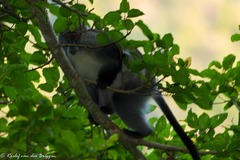 Cercopithecus mitis labiatus