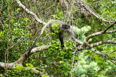 Cercopithecus mitis labiatus