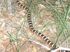 Lampropeltis knoblochi