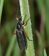 Bibio xanthopus