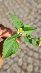 Galinsoga quadriradiata