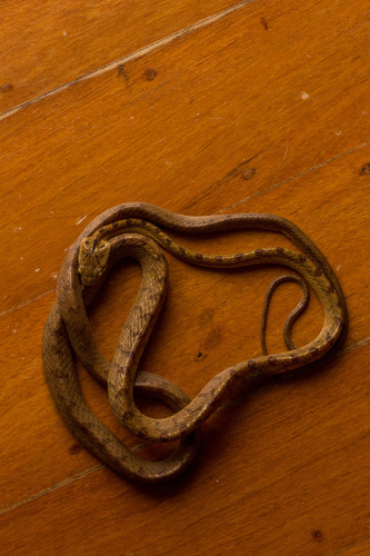 Collared Catsnake, Boiga nuchalis