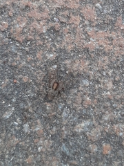 Lycosoidea