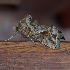 Ctenoplusia accentifera