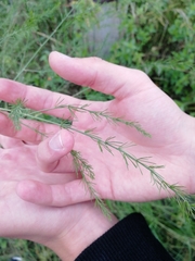 Asparagus officinalis