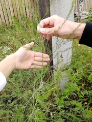 Asparagus officinalis