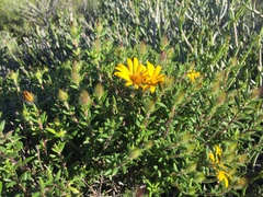 Gorteria integrifolia