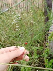 Asparagus officinalis