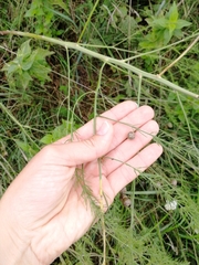 Asparagus officinalis