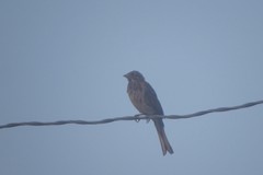 Emberiza leucocephalos